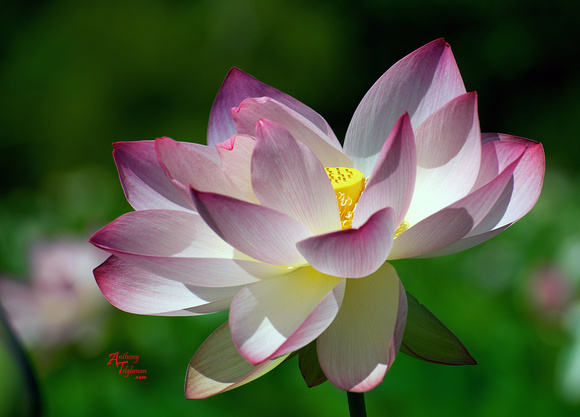 Lotus-Flower-Bomb